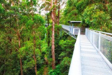 Illawarra tree tops walk