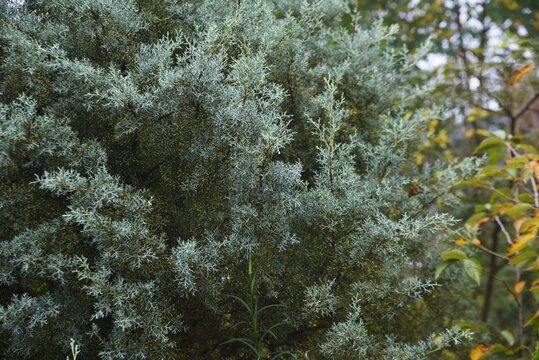 Arizona cypress pollen. Cupressus arizonica 'Blue ice'.  Cupressaceae evergreen conifer.