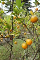 orange tree with fruits