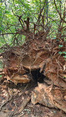 Up-rooted Trees along the dirt path in the forest