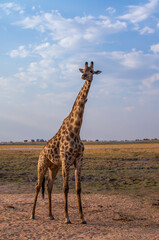 A giraffe stops and looks towards the camera at a group of tourists as they pass by in admiration on their African safari adventure.