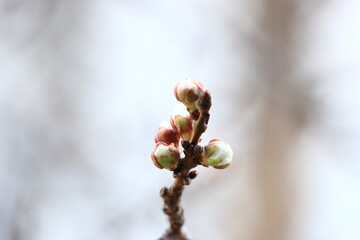 damask tree flowers blooming in spring