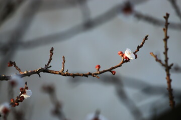 damask tree flowers blooming in spring