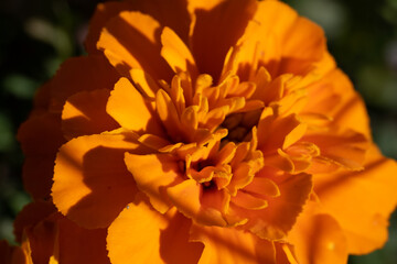 Extreme macro close-up of a blossoming marigold flower