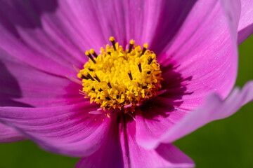 Extreme macro close-up of a blooming Cosmos flower