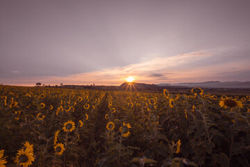 Sunshine in the field