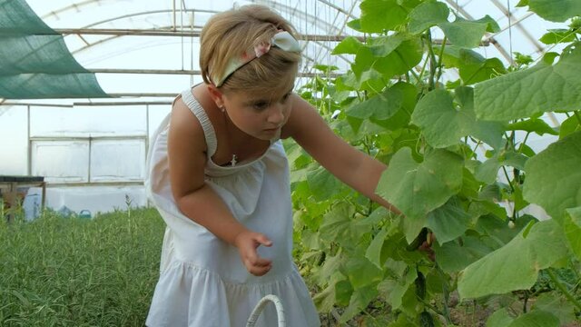 A girl in a dress picks a cucumber in a greenhouse. Leaning over looks at a ripe cucumber and tries to pick it.