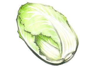 白菜