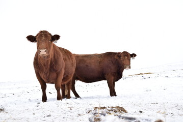 Angus Cattle