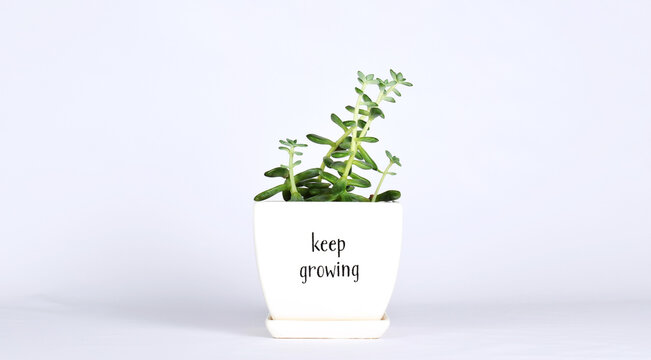 Gerald the plant