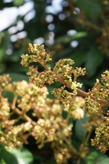 The flower of mango with a natural background