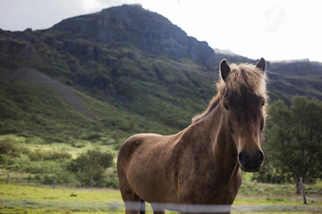 horse in the field, Iceland