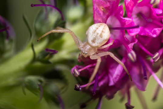"Wrong Flower" - Flower crab spider on garden flowers - Nebraska USA