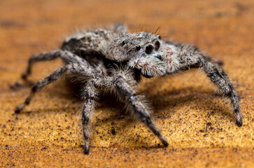 "Mini Steeve" - Young tan jumping spider female - Nebraska, USA