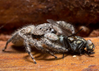 "Lunch" - Adult male Platycryptus Undatus jumping spider - Nebraska, USA