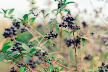 Small fruits of black elderberry in the garden in soft sunlight. european black elderberry background. Copy space