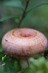 mushroom in the forest