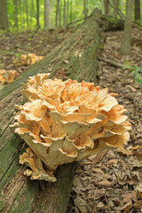 Colorful fungus grows from a fallen tree.