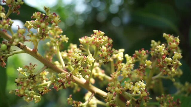 The flower of mango with a natural background