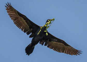 Mekong cormorant