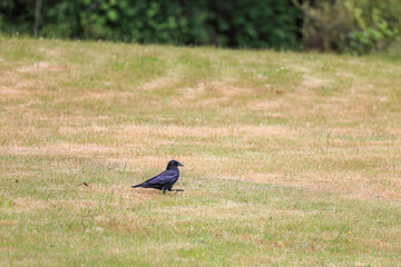 dark black crow in the middle of a field