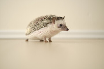 Hedgehog. African pygmy hedgehog on a light background.Cute little hedgehog. 