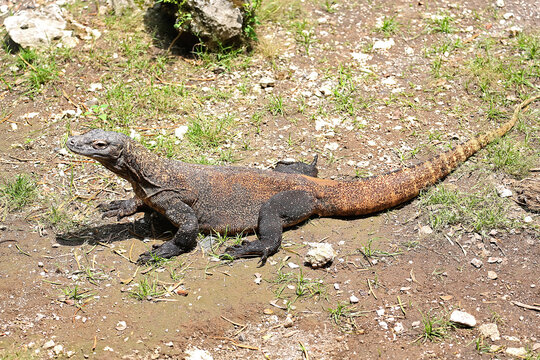 A Komodo dragon (Varanus komodoensis) is sunbathing before starting its daily activities.