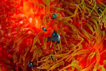 沖縄　ミツボシクロスズメダイ　イソギンチャク