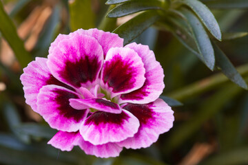 Close-up of pink flower bud (Carnation)