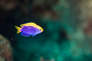 セナキルリスズメダイ