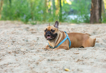 Fototapeta premium Funny french puppy bulldog outside. Adorable orange bulldog in blue harness in the playground on sand