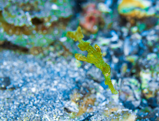 伊豆半島　ダイビング　カミソリウオ　緑　