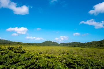 Fototapeta na wymiar 西表島のマングローブ