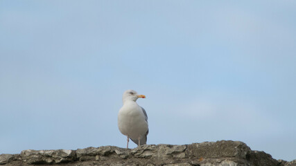 herring gull at ballintoy 003