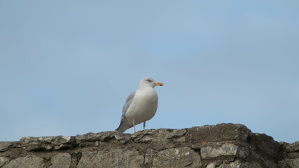 Herring gull at Ballintoy 002