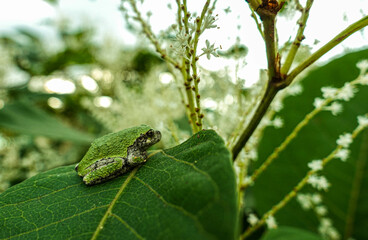 green frog on leaf