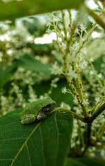 green frog on leaf