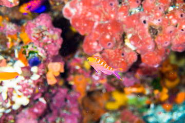 八丈島　旅行　海　ダイビング　アサヒハナゴイ