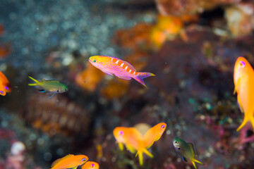 八丈島　旅行　海　ダイビング　アサヒハナゴイ 