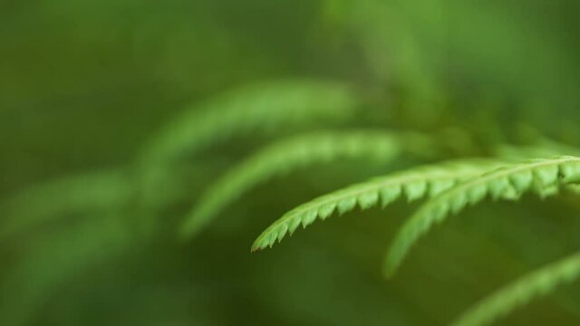 Fern in the forest. Fiddle head, green leaves close up