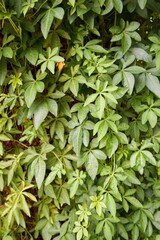 green ivy plant on cement wall
