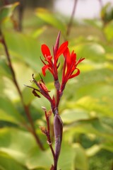 red canna flower in nature garden