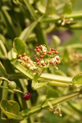 Cissus quadrangularis plants in nature garden
