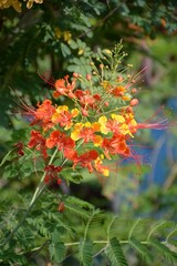 caesalpinia pulcherrima flower in nature garden