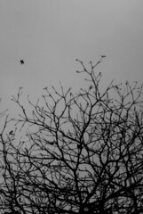 arvore morta e passaro