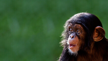 Close up portrait of a cute baby chimpanzee with a curious expression