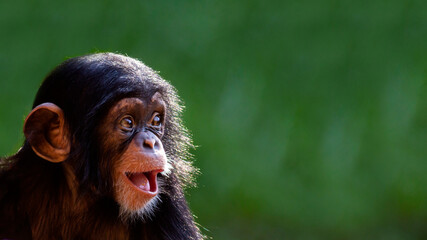 Close up portrait of a cute baby chimpanzee with a big happy smile