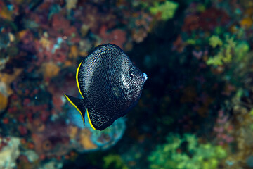 Obraz premium ユウゼン 友禅 八丈島