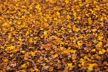 Autumn forest with yellow leaves. Autumn forest landscape