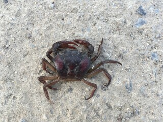 rice field crab on cement floor